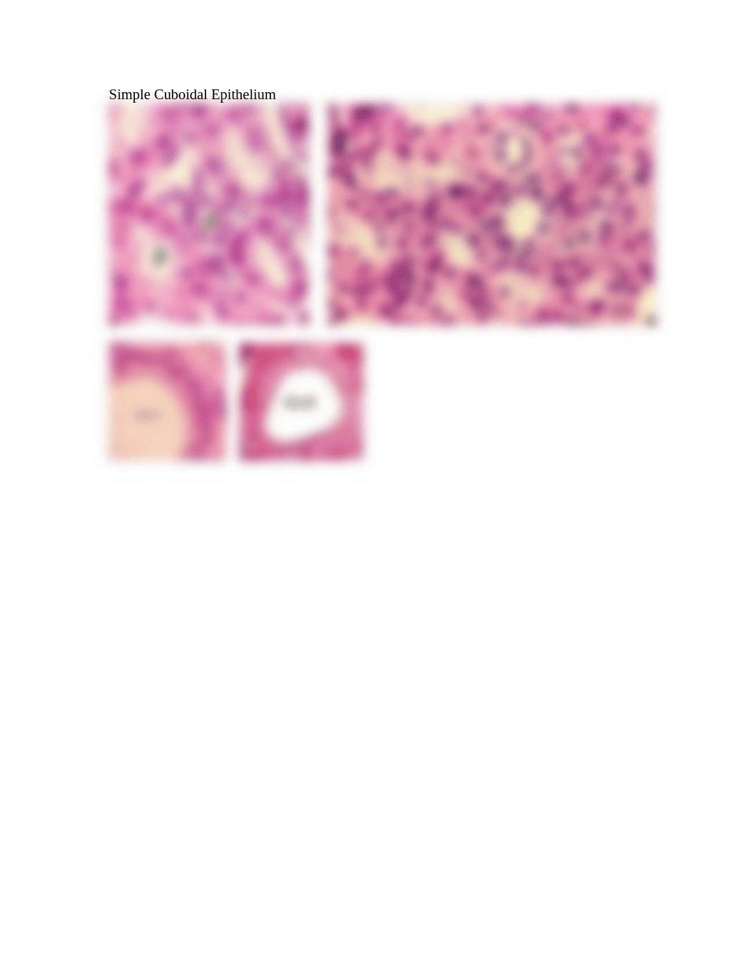 Epithelial tissue_d6f7pxru2gn_page3