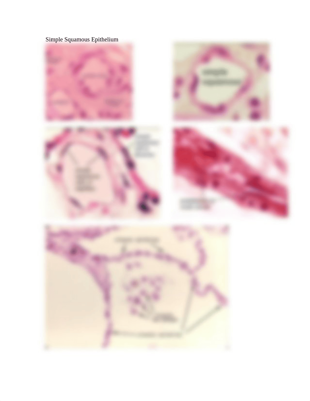 Epithelial tissue_d6f7pxru2gn_page2