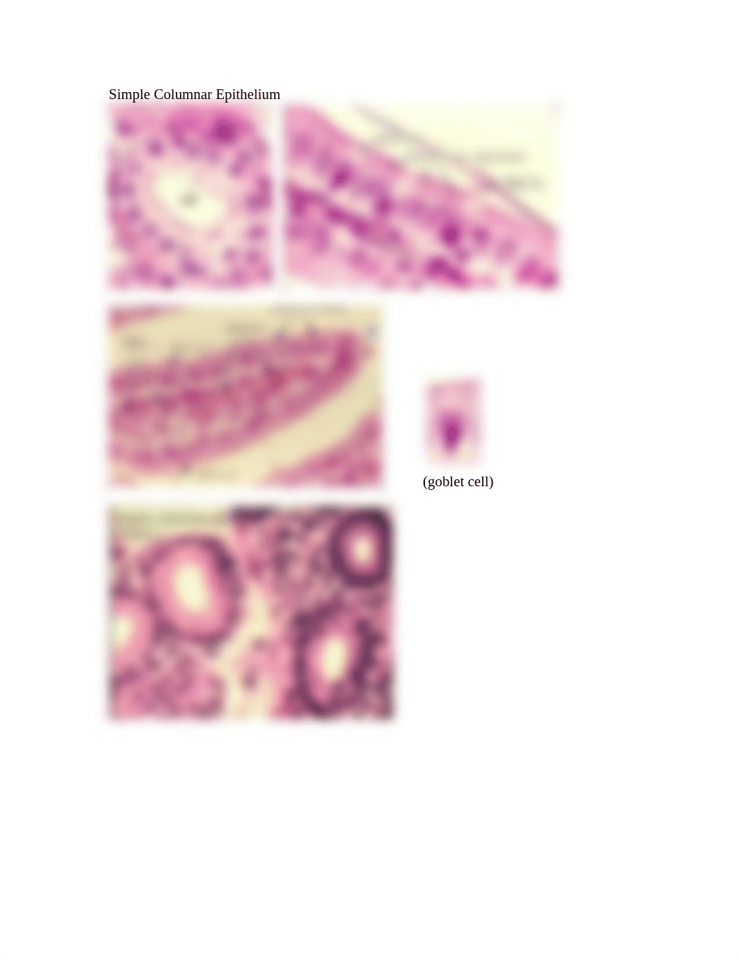 Epithelial tissue_d6f7pxru2gn_page4