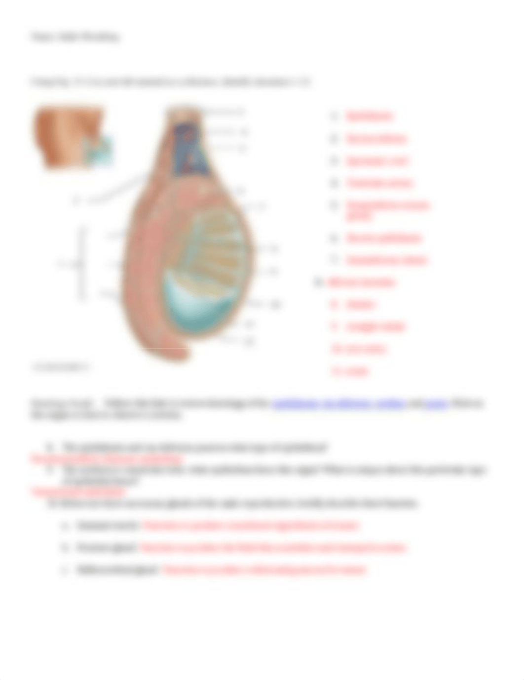 Lab 13 - Anatomy of the Reproductive System-1.doc_d6fbiodmt1h_page2