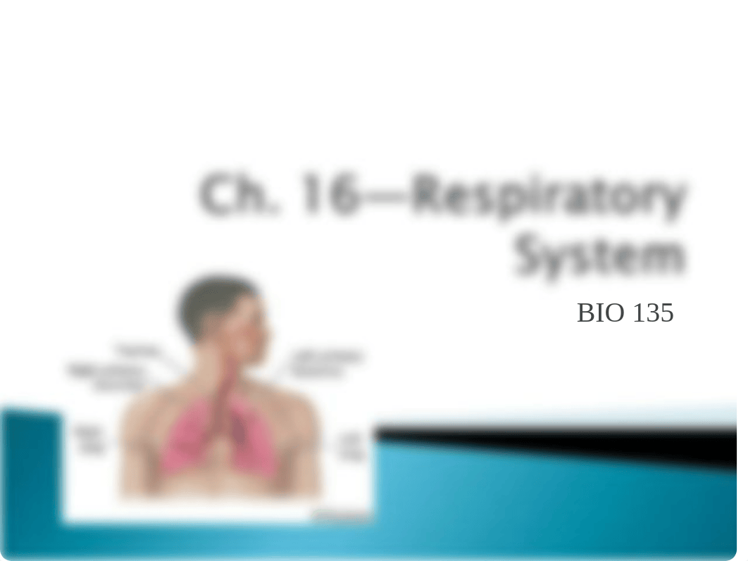 BIO 135 Ch 16 Respiratory System_d6gjchl1ri8_page1