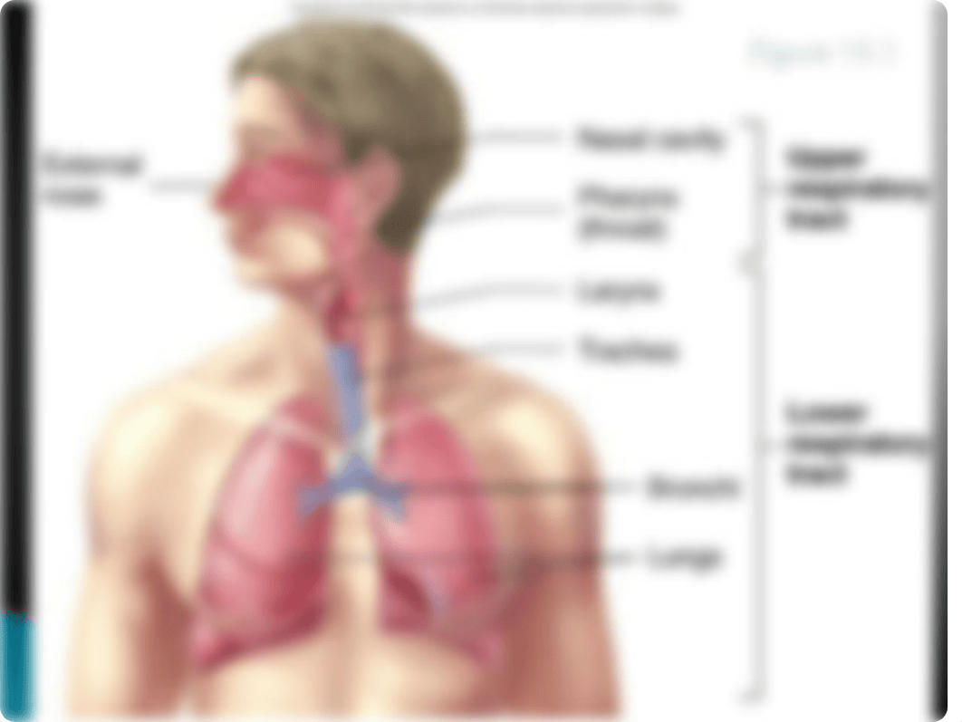 BIO 135 Ch 16 Respiratory System_d6gjchl1ri8_page3