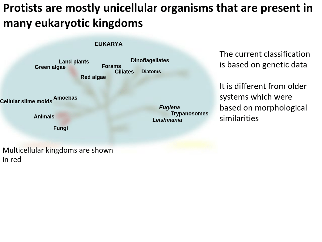 Lab 5 Protists S17_d6h1rphlkh9_page2