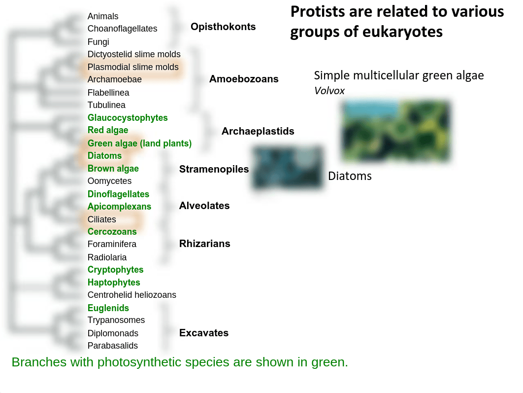 Lab 5 Protists S17_d6h1rphlkh9_page3