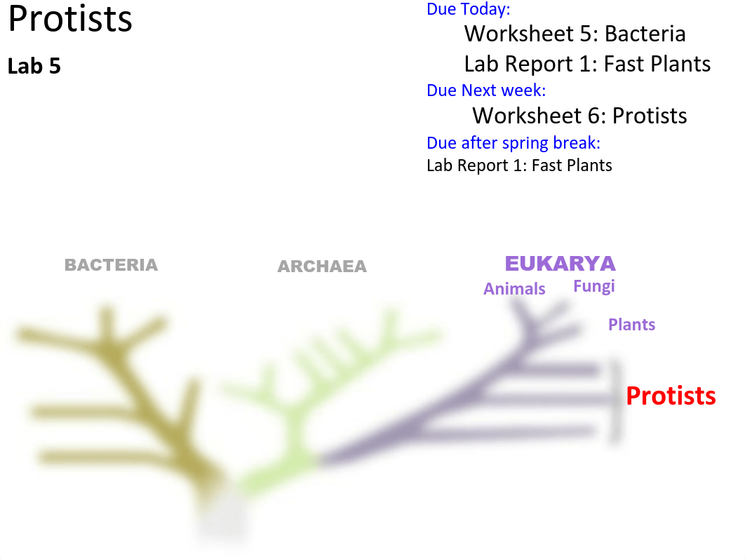 Lab 5 Protists S17_d6h1rphlkh9_page1