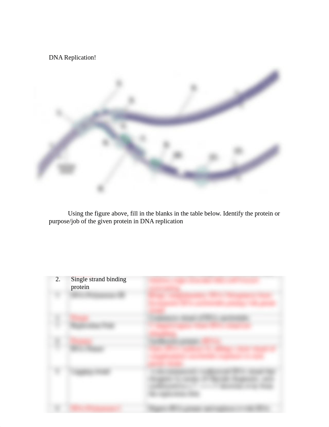 DNA Replication, Spring 2020.pdf_d6h2ujotzev_page1