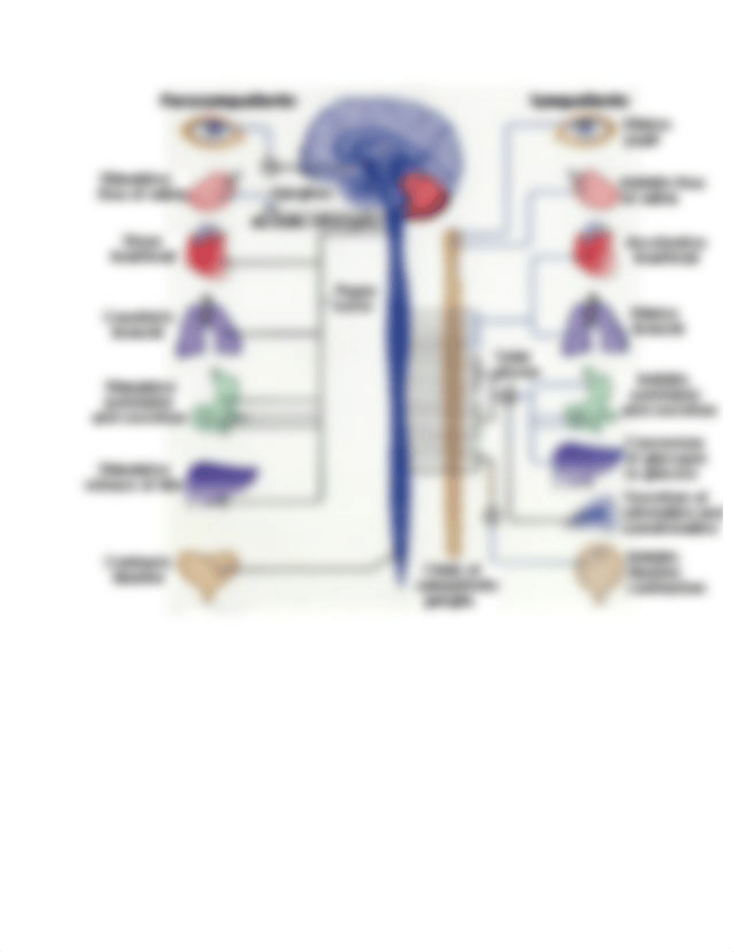 Autonomic Nervous system cheat sheet.docx_d6h5j6ttb7p_page2