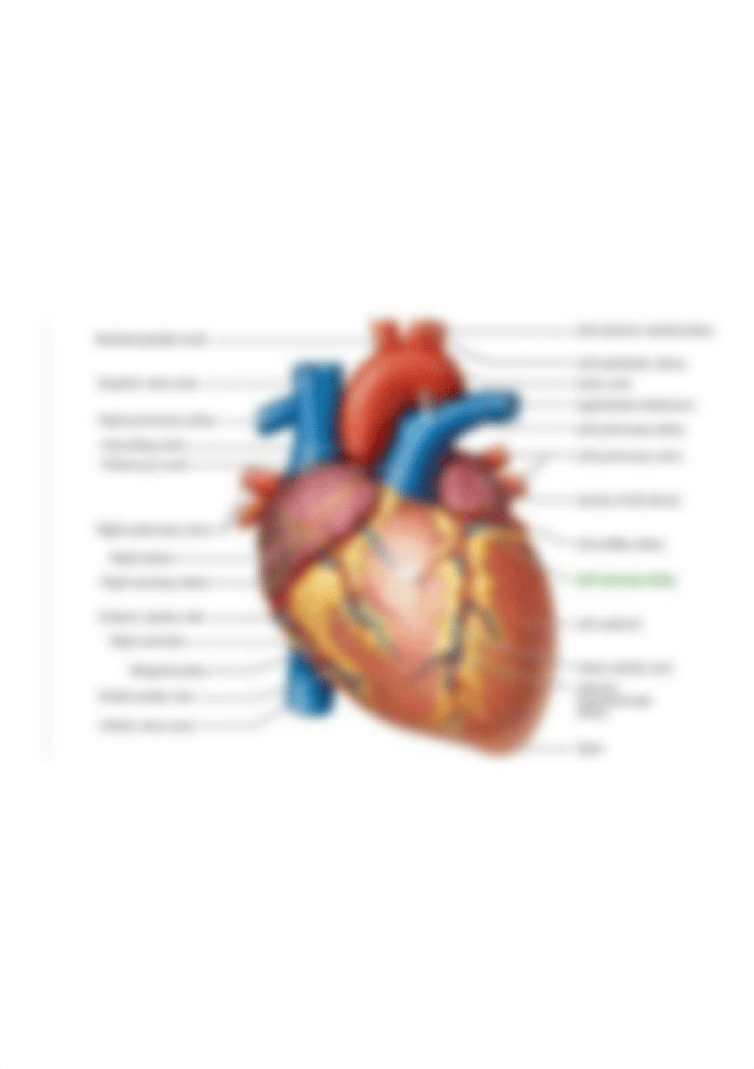 anatomy-of-the-heart.jpg_d6hgmvz9lon_page1