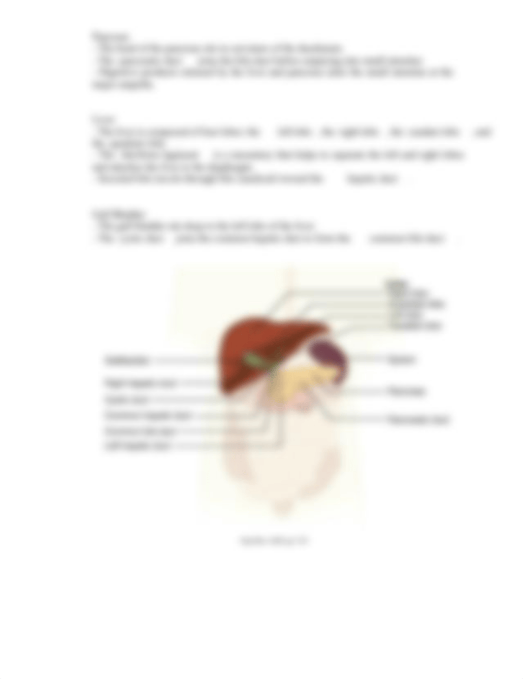 AP2_Lab11_Anatomy_of_Digestion (1).pdf_d6hpzkg43sl_page4