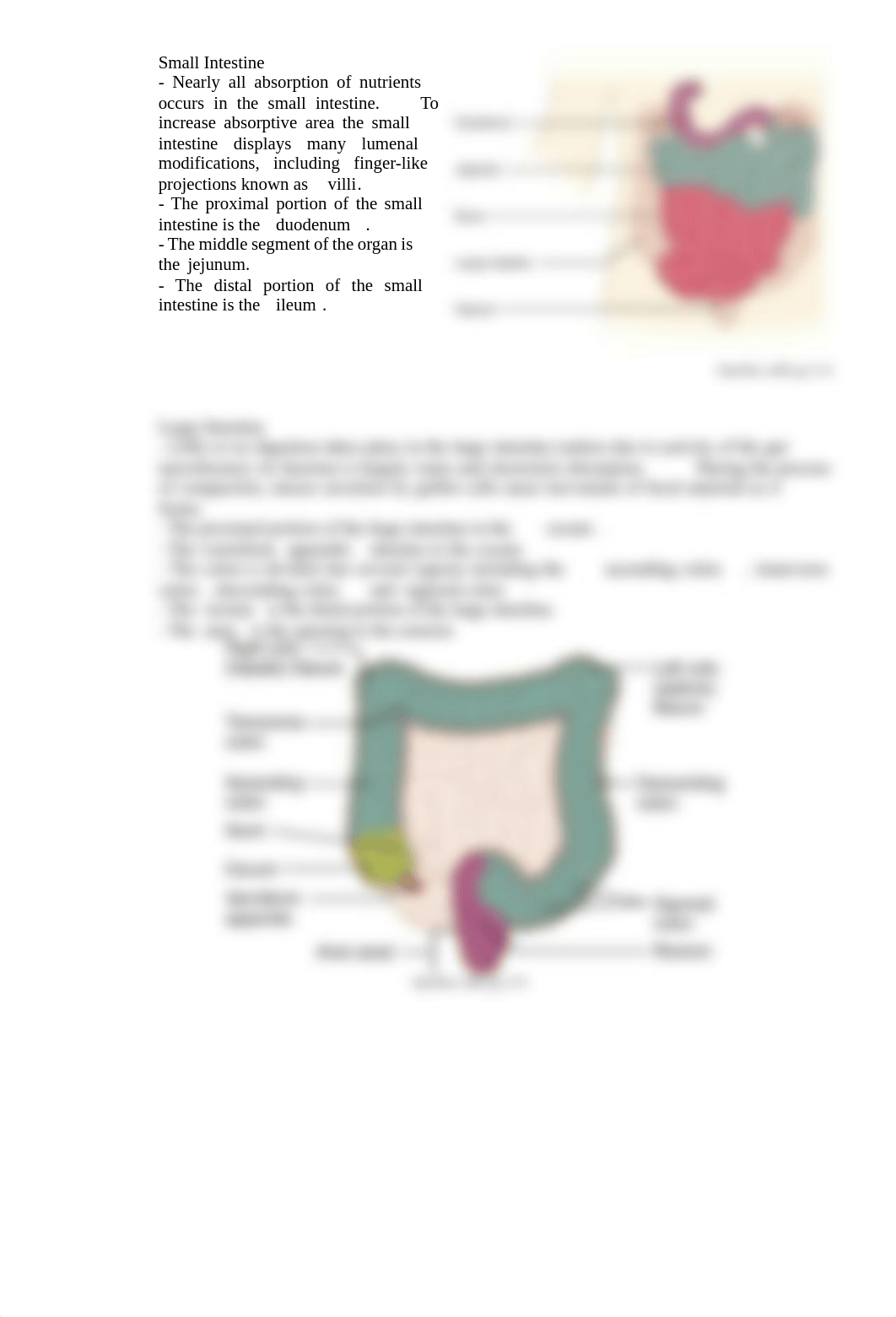 AP2_Lab11_Anatomy_of_Digestion (1).pdf_d6hpzkg43sl_page3