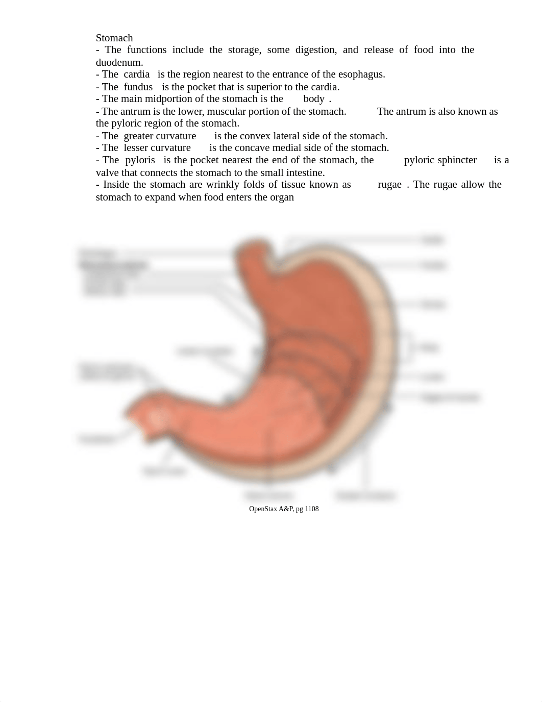 AP2_Lab11_Anatomy_of_Digestion (1).pdf_d6hpzkg43sl_page2