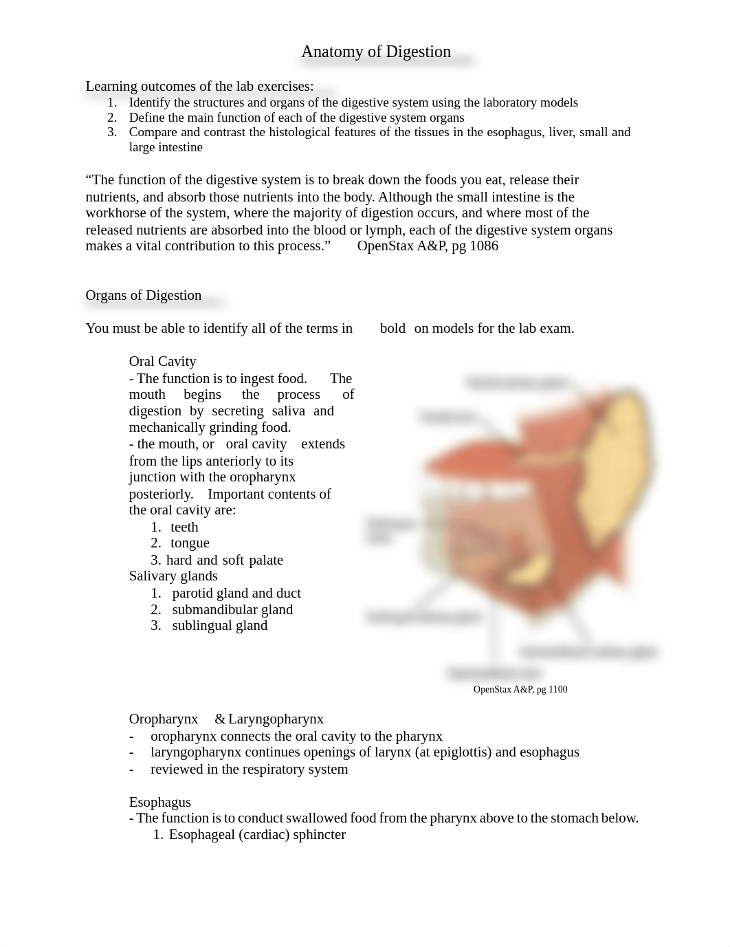 AP2_Lab11_Anatomy_of_Digestion (1).pdf_d6hpzkg43sl_page1