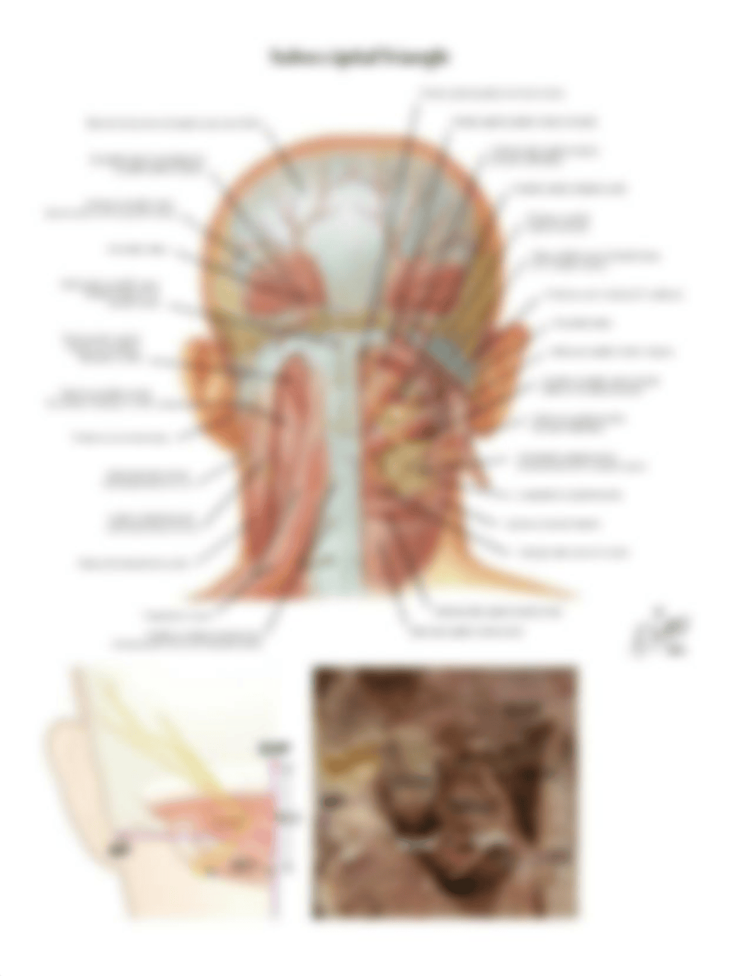 Gross anatomy Lab practical 1 muscles.docx_d6idcxfbm8v_page1