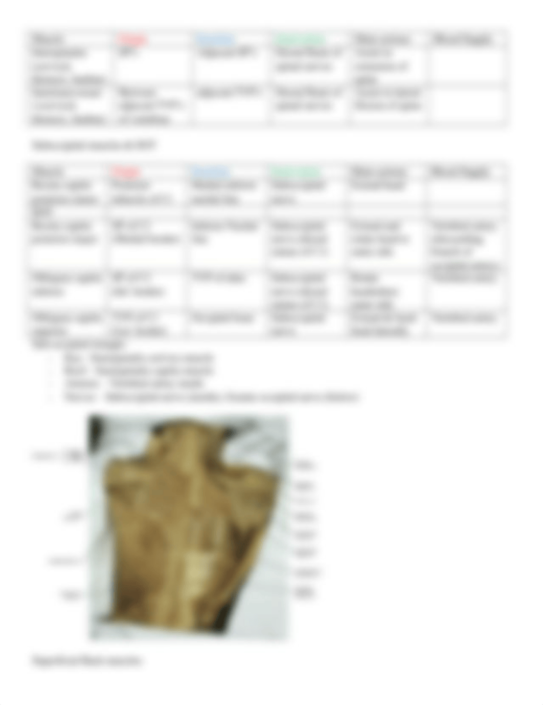 Gross anatomy Lab practical 1 muscles.docx_d6idcxfbm8v_page4