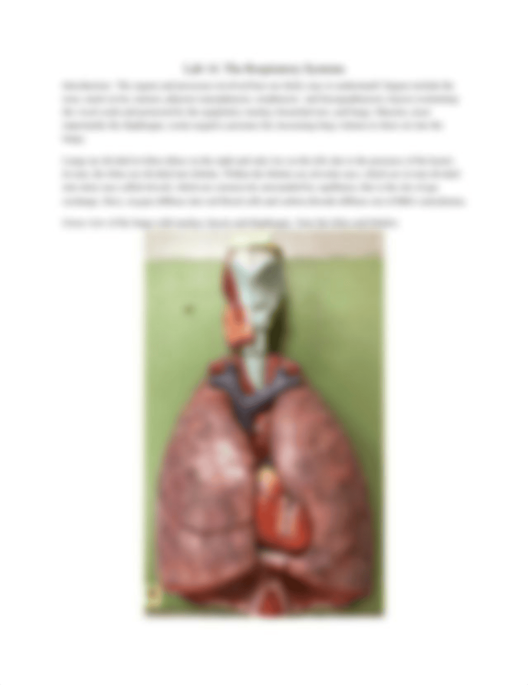 Bio 20 Lab 14 The Respiratory System Lab .docx_d6iq2vpf6n4_page1