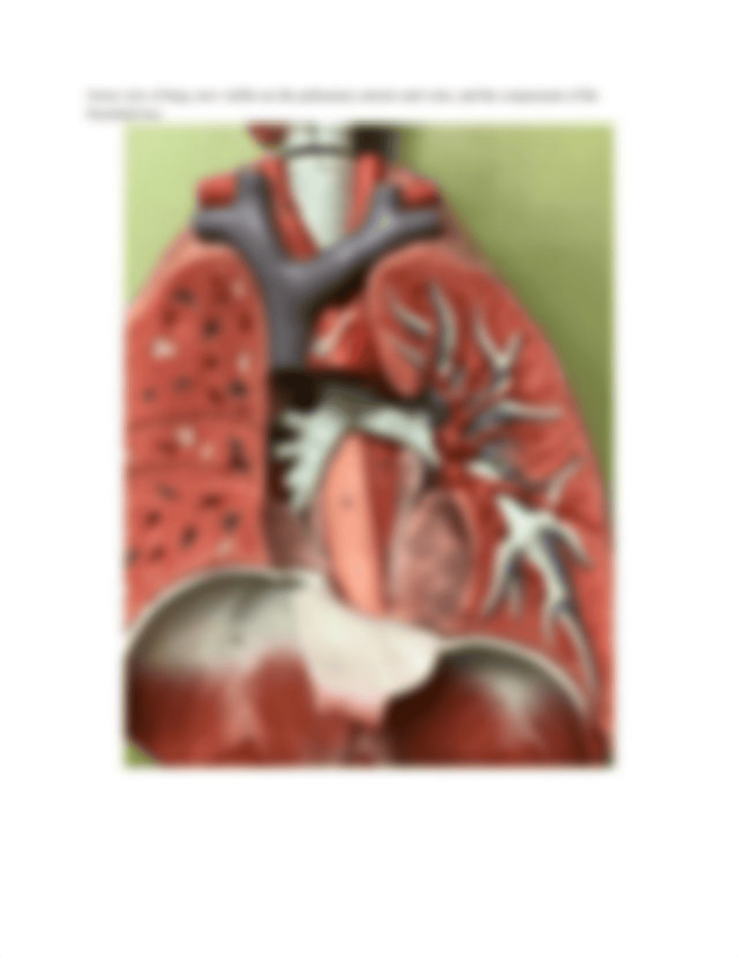 Bio 20 Lab 14 The Respiratory System Lab .docx_d6iq2vpf6n4_page2