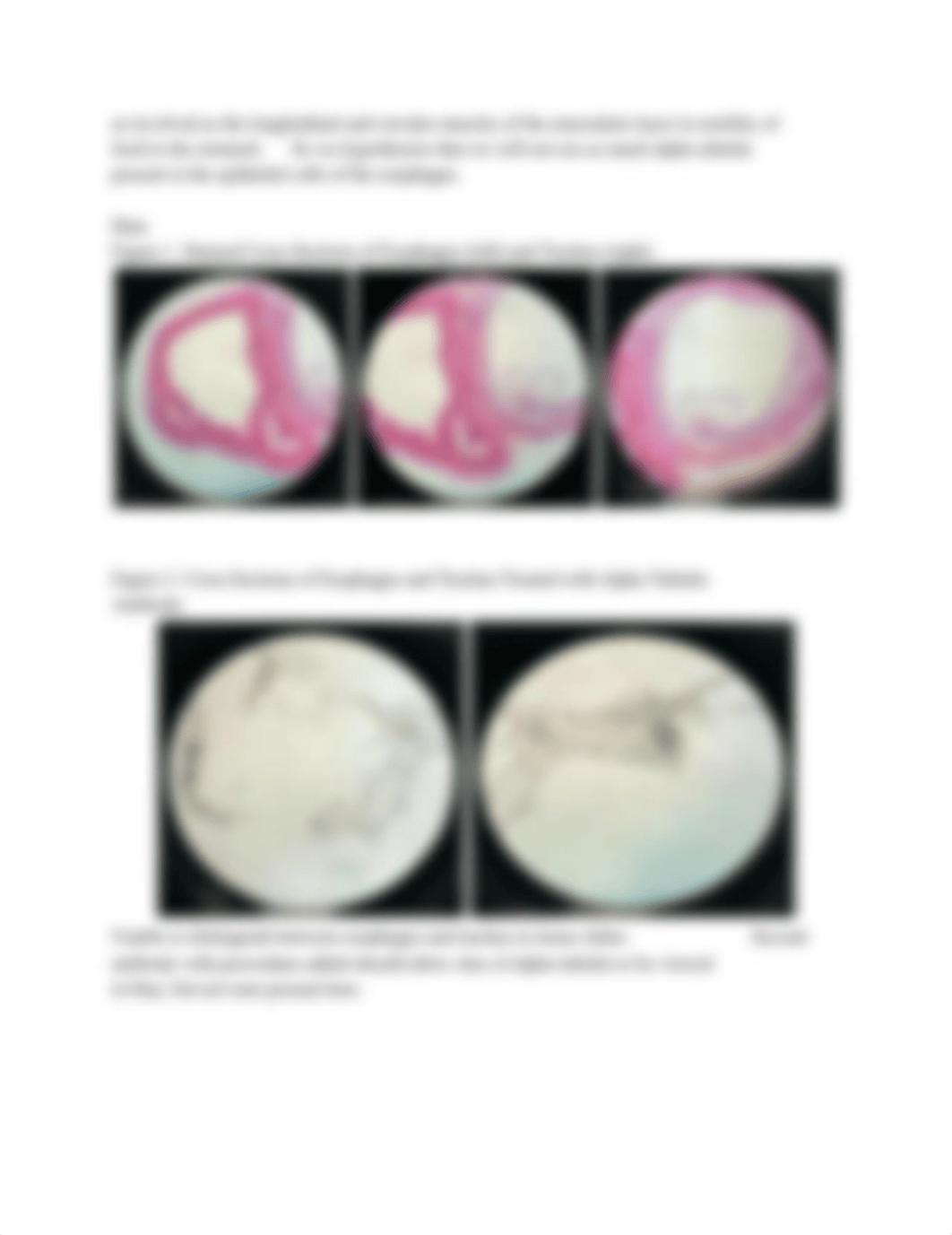 Localizing Tubulin Lab Report.pdf_d6irghdfx3a_page2