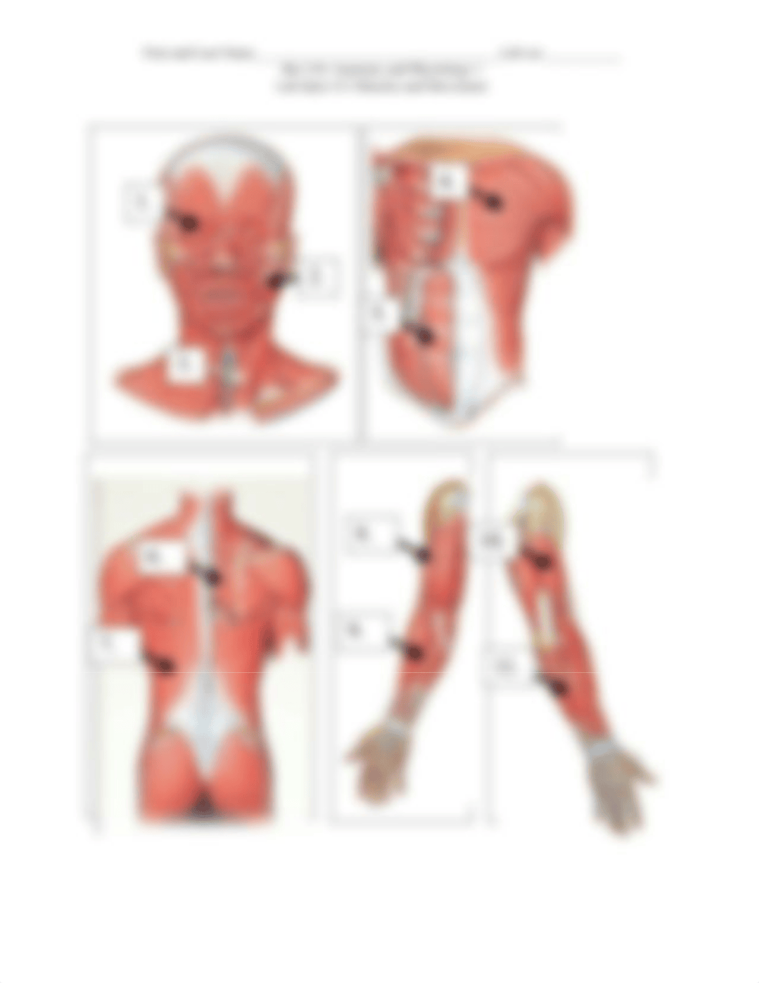 AP1 Lab Quiz 13 Muscle and Movement v2..pdf_d6itm97594w_page2