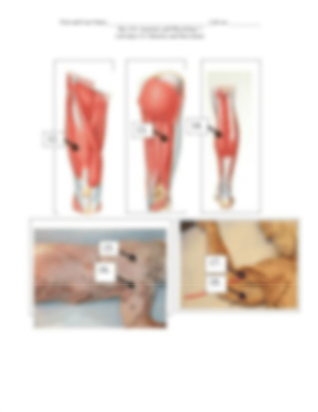 AP1 Lab Quiz 13 Muscle and Movement v2..pdf_d6itm97594w_page3