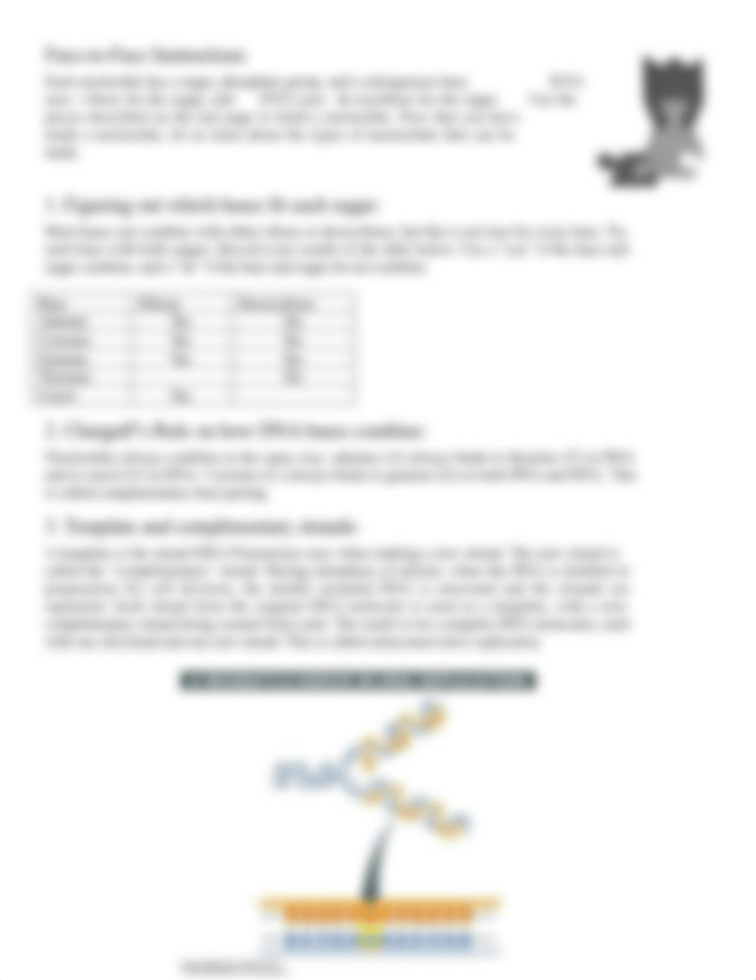 11 - DNA Puzzle, Replication, & RNA Codons (1).docx_d6iuyrpwhnm_page2