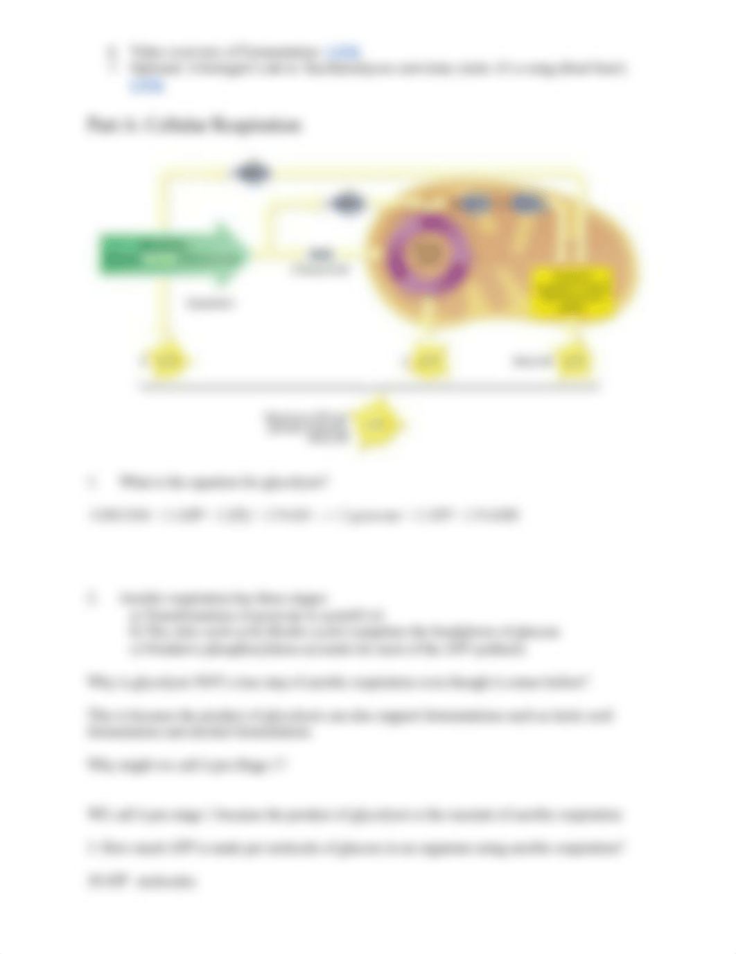 Lab 6 Fermentation.docx_d6kxeez316p_page2