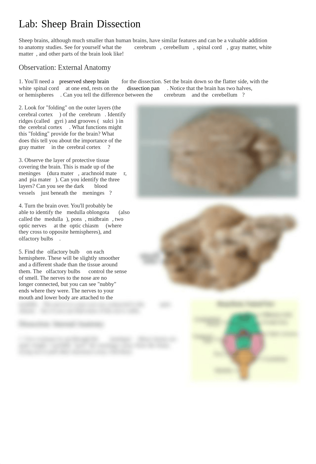 Sheep Brain Dissection Simon.pdf_d6lipv9nuhc_page1