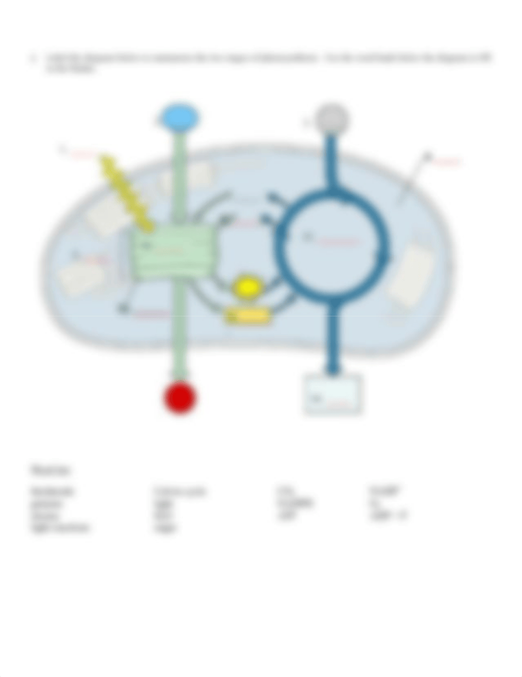 Activity 6-Photosynthesis Worksheet-Spring 2020.pdf_d6ln8s4iv5f_page2