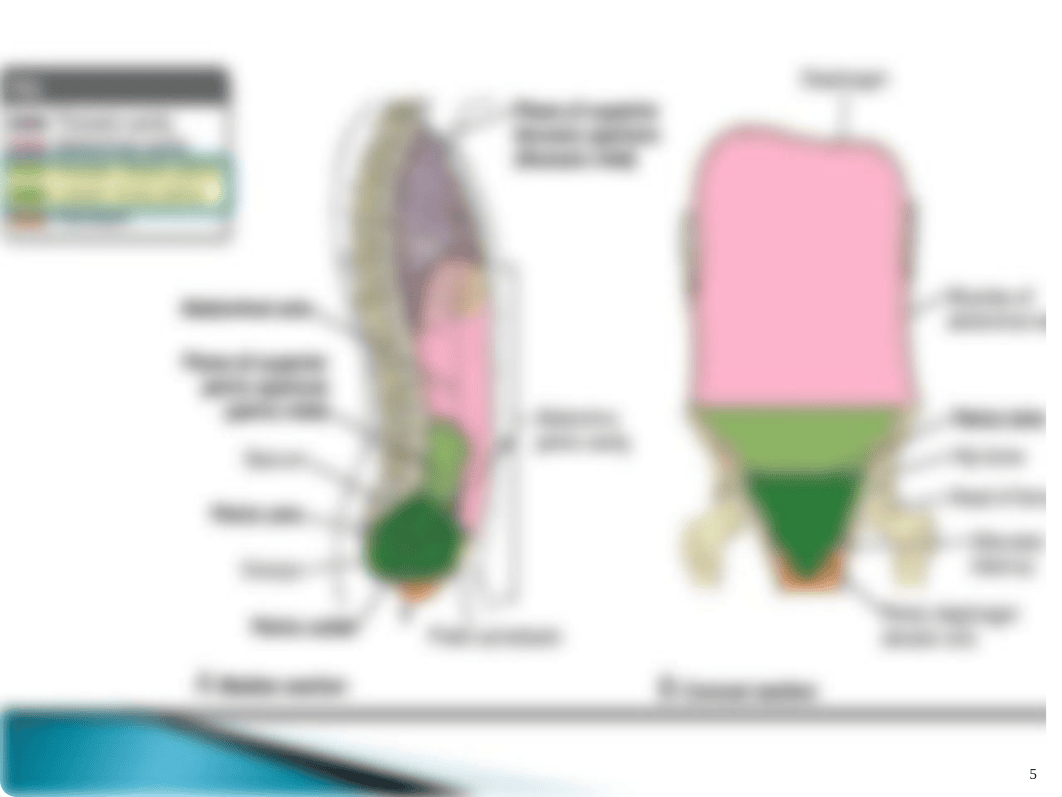 Dhiman.Ant Abdominal Wall and Rectus Sheath.111.ppt_d6lrphgs65s_page5