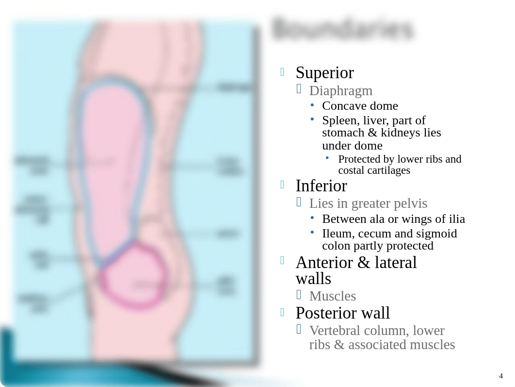 Dhiman.Ant Abdominal Wall and Rectus Sheath.111.ppt_d6lrphgs65s_page4