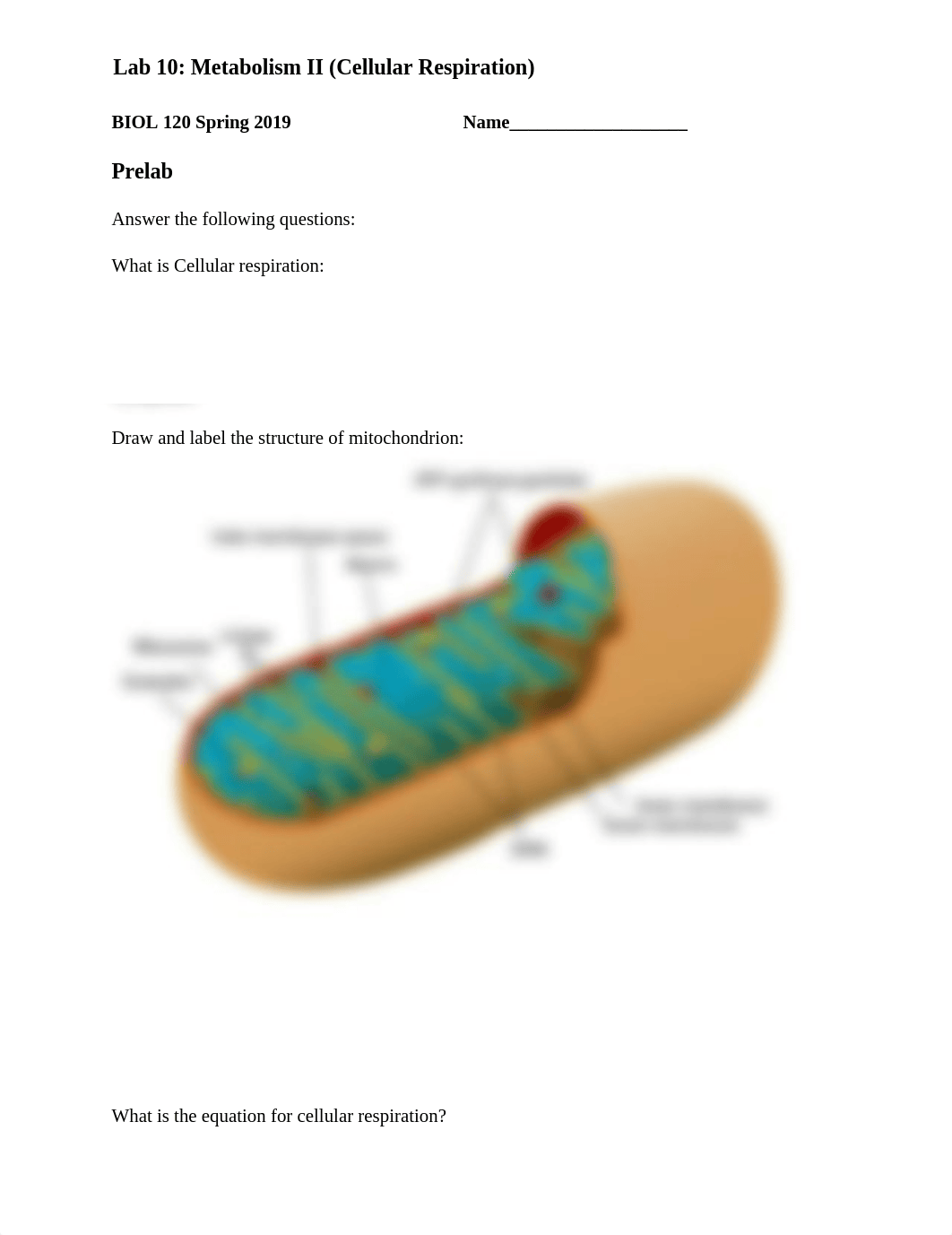 Lab_10 Cellular Respiration.docx_d6m08p4jqu9_page1