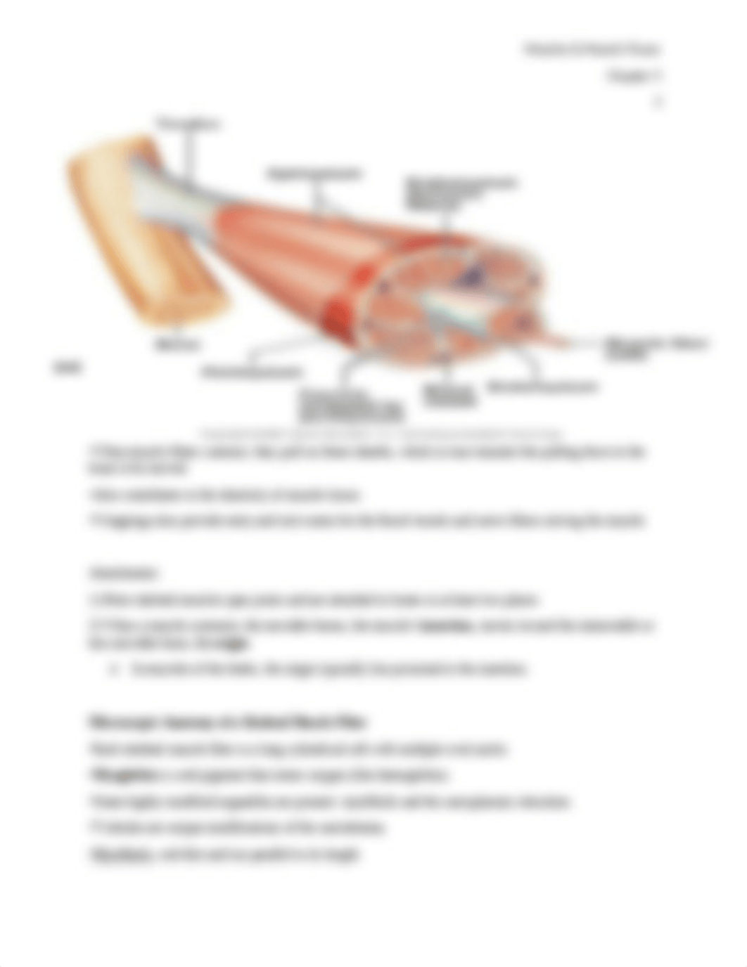 Chp 9 Muscles.docx_d6mawab5meb_page3