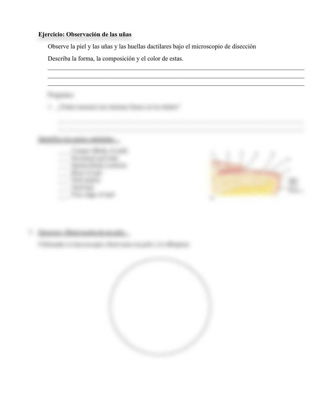 CAP 4 SISTEMA TEGUMENTARIO.pdf_d6mhci98kou_page2