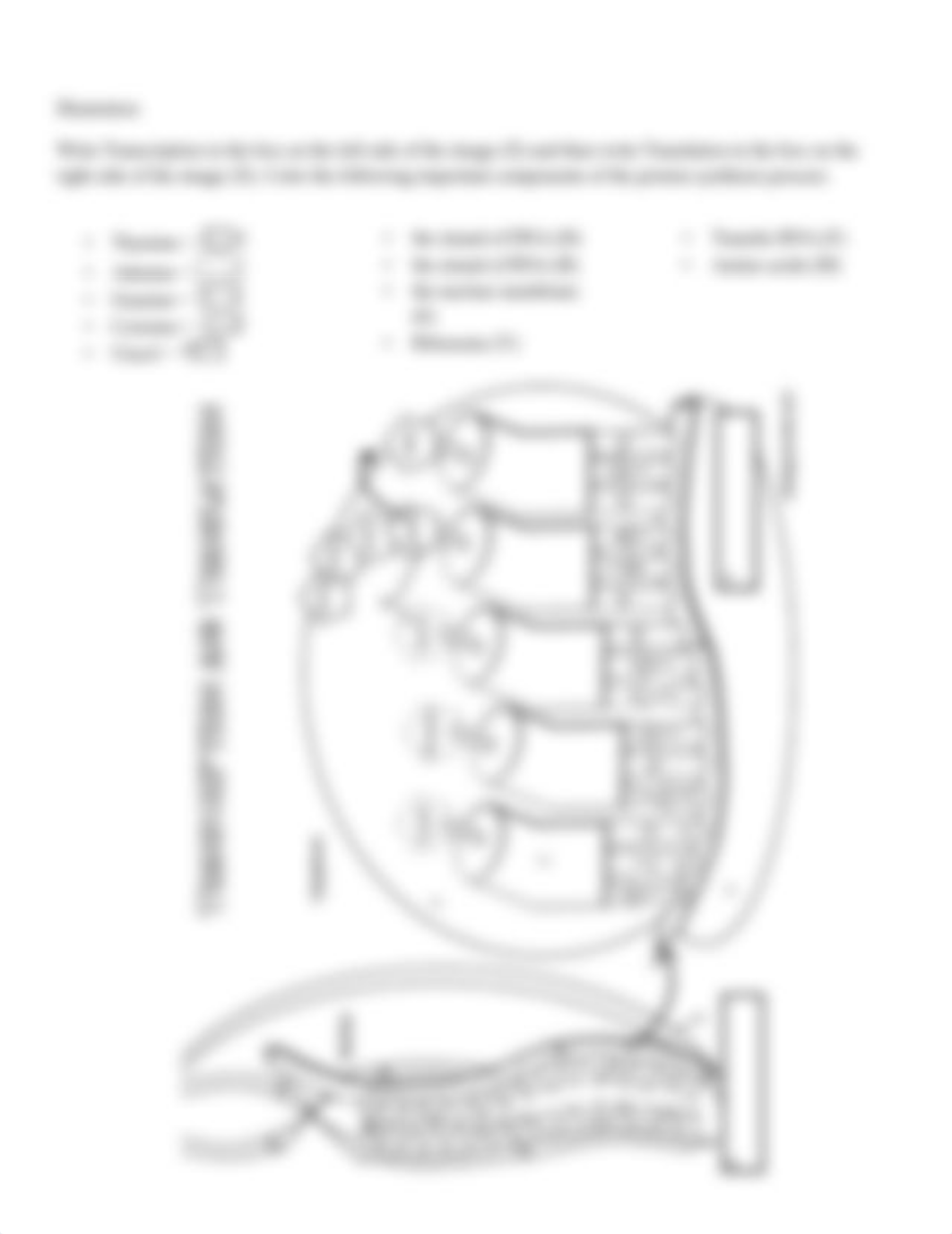 proteinsynthesisgraphicorganizer (1) (1) (1).pdf_d6mxdwauwet_page2