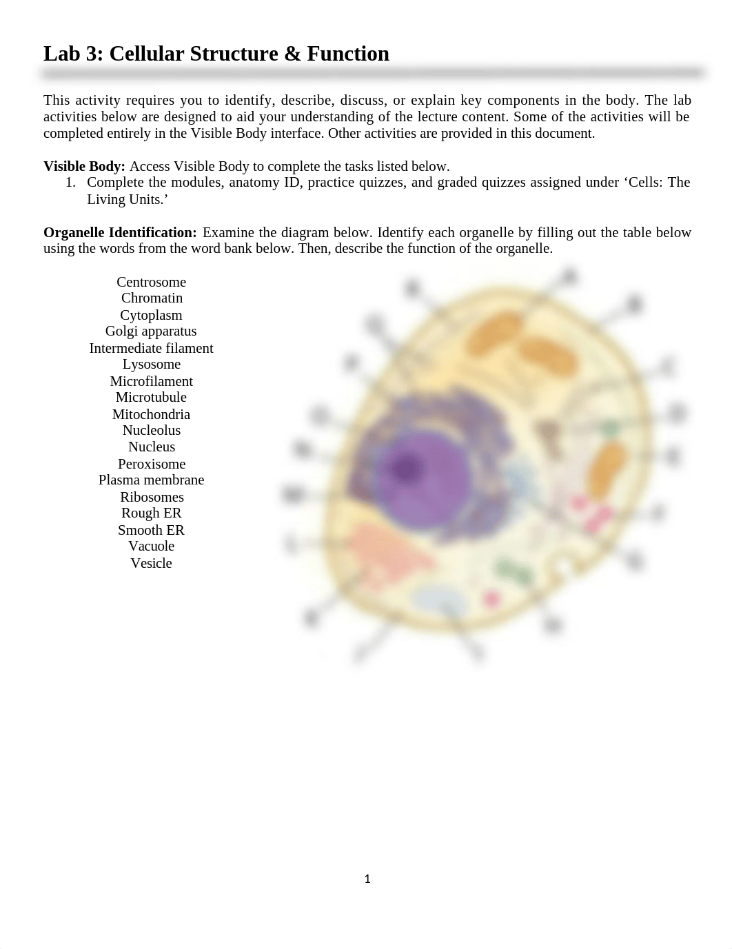 Lab 3 Cellular Structure.docx_d6np1z61p0t_page1