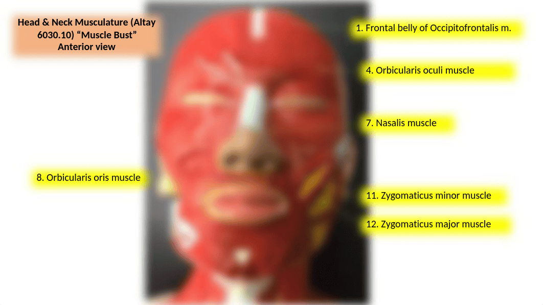 Muscle Lab Exam Review 2017 Revised-1-1.pptx_d6ob0ua0b9n_page3