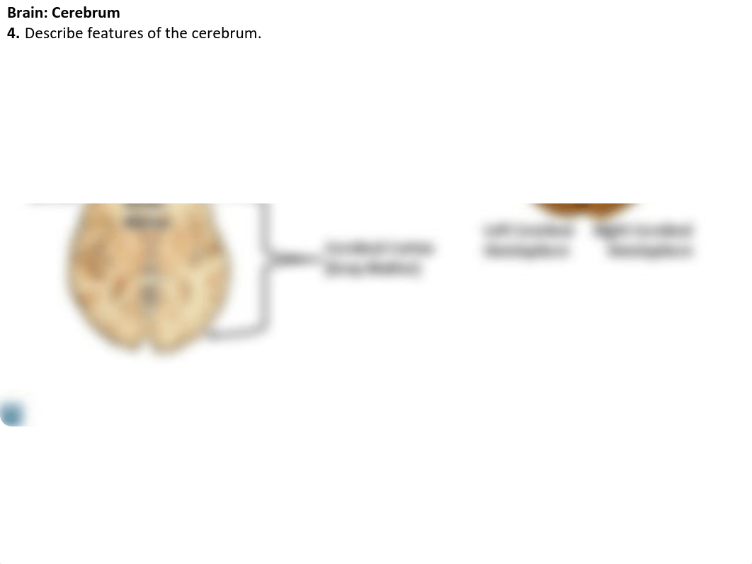 168-11 Central Nervous System FA18.pdf_d6oe621zwh7_page5