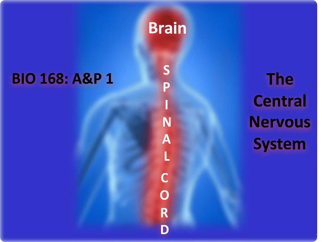 168-11 Central Nervous System FA18.pdf_d6oe621zwh7_page1