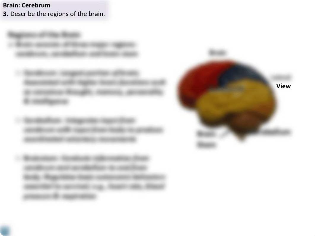 168-11 Central Nervous System FA18.pdf_d6oe621zwh7_page4