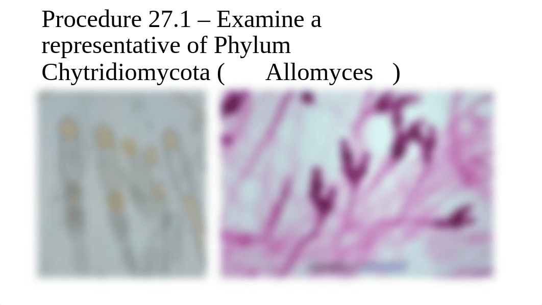 BIO2.Week 3.Fungi.pptx_d6q232cd8lz_page4