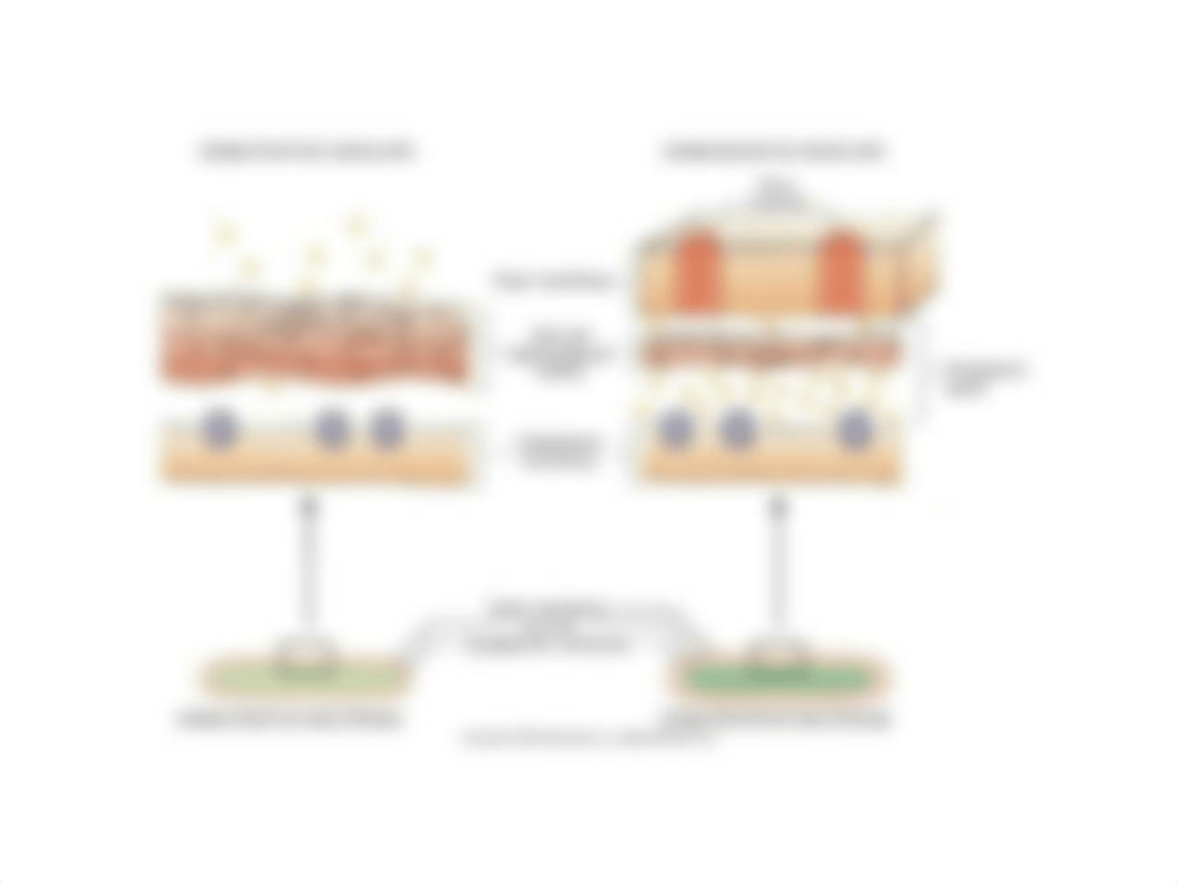 Antimicrobial(2).pptx_d6q2ki2po3o_page4