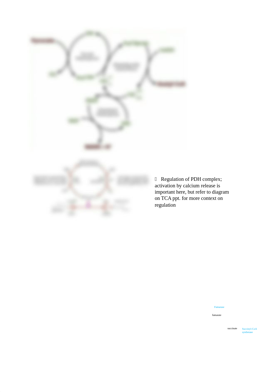 Biochemistry 1 Test 2 Review.docx_d6q5ji4pvyb_page3