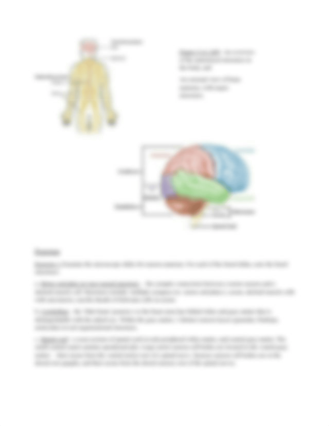 Lab 4 - Nervous System.pdf_d6qgfjsrcm2_page3