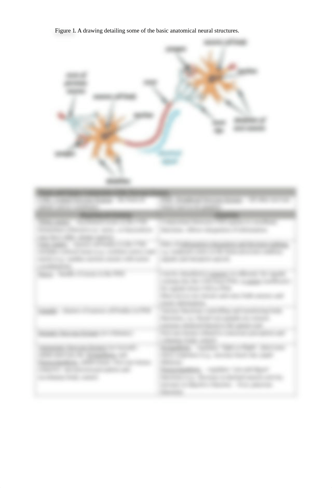 Lab 4 - Nervous System.pdf_d6qgfjsrcm2_page2