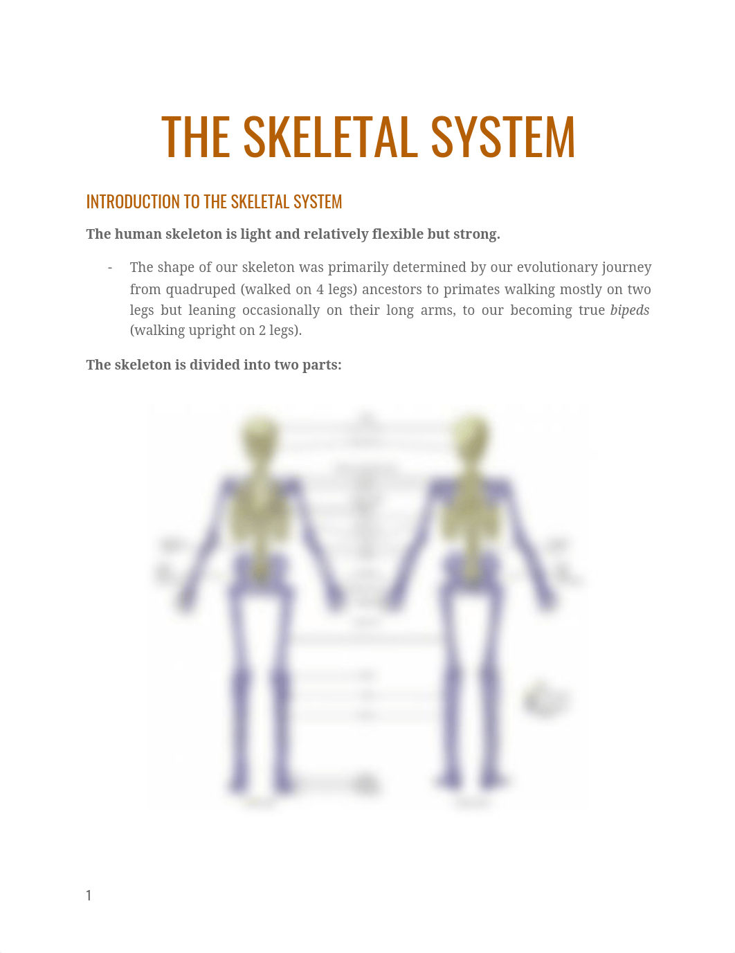 Skeletal System Notes.pdf_d6qwf3vh66i_page1