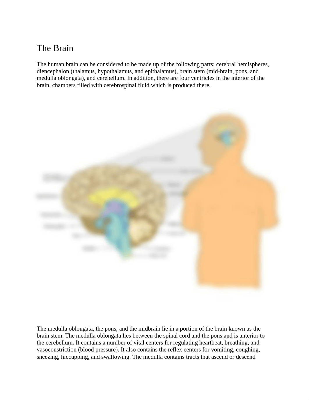 The Brain.docx_d6rrcfc3r37_page1