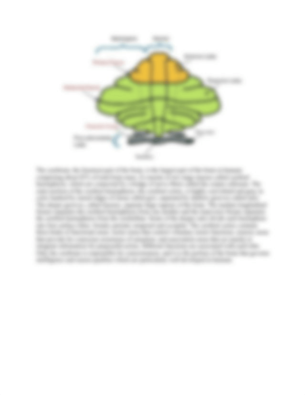 The Brain.docx_d6rrcfc3r37_page3