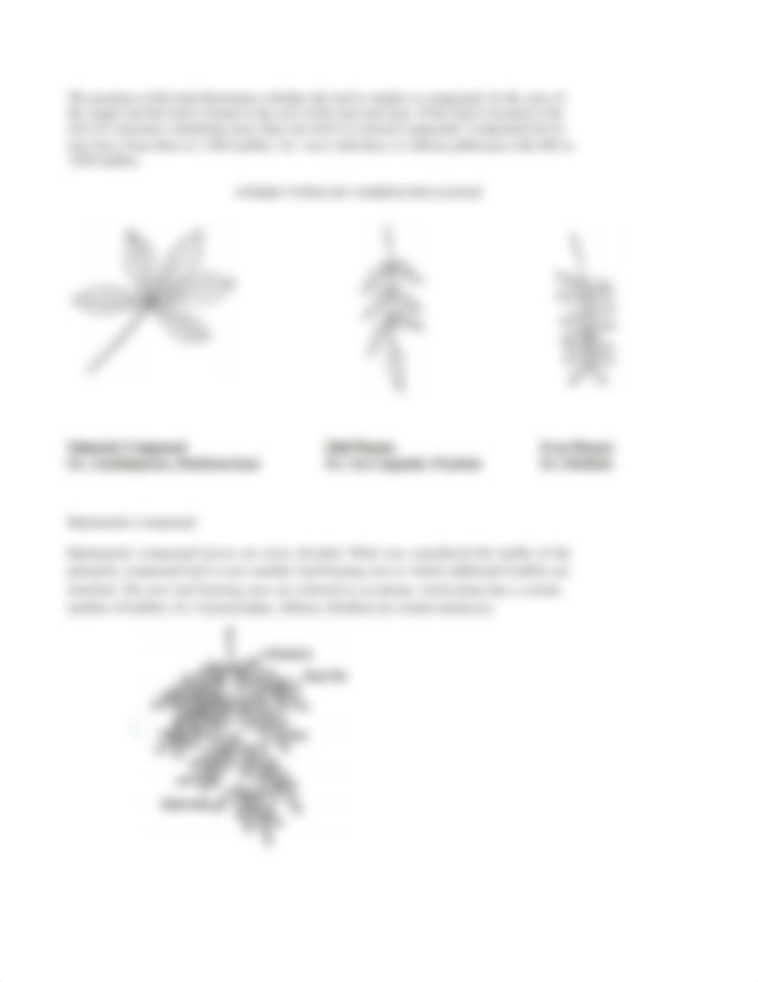 LABORATORY EXERCISE 2 - BOTANY.docx_d6rsvi8i5zg_page3