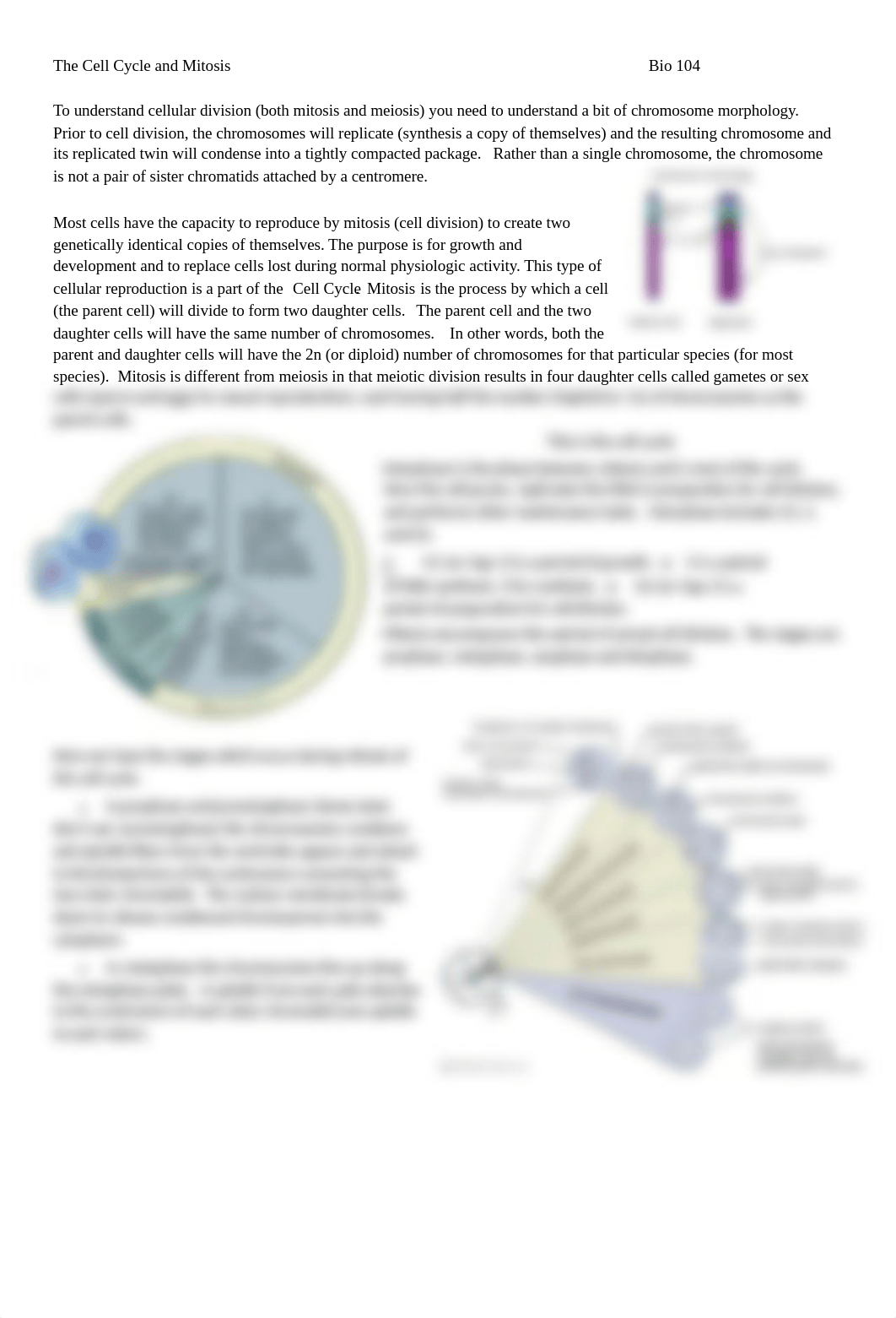 The Cell Cycle and Mitosis review.docx_d6ruwqfjxjw_page1