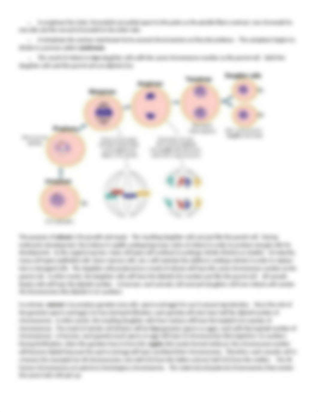 The Cell Cycle and Mitosis review.docx_d6ruwqfjxjw_page2