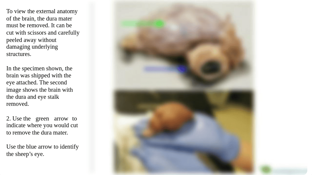 Copy of Copy of Brain Dissection - Guided Learning (1).pdf_d6swrqv8rk2_page3